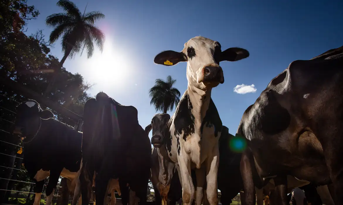UE proíbe carne e mel do Brasil a partir de setembro