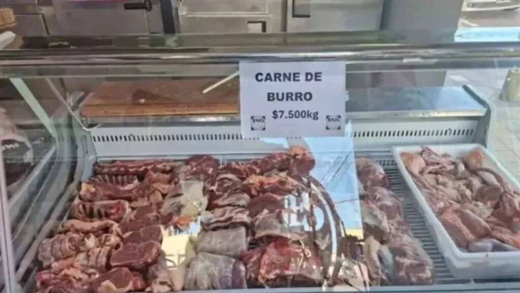 Carne de burro a venda em acougue argentino rm8j7sq9ws36h42g4n9lntaf7mu3d1hpqzn3vlib74 | PortalGO