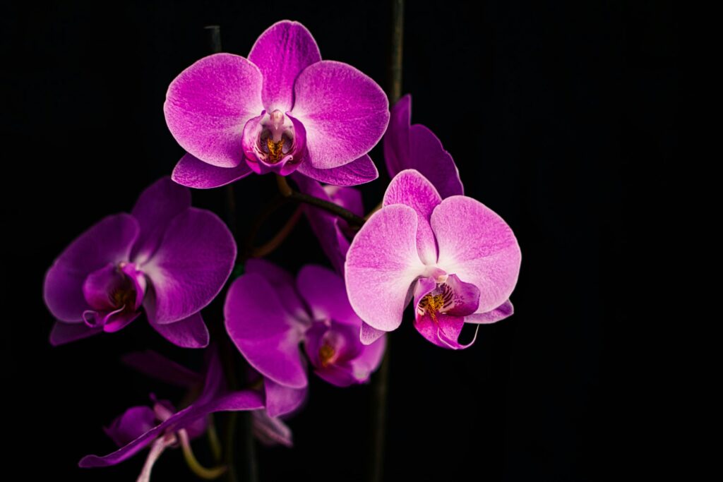 maria ten ywEfzLduYB4 unsplash | PortalGO