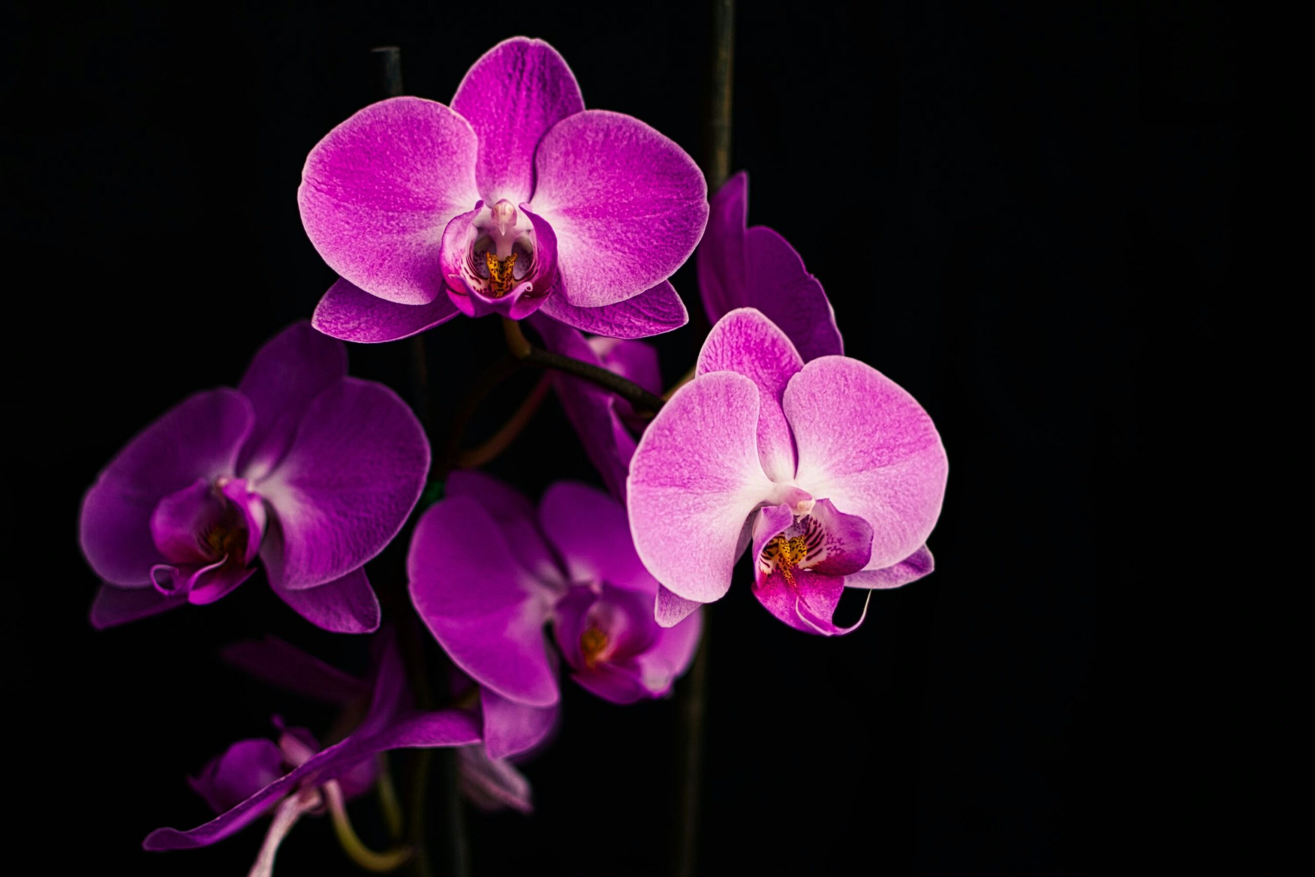 Exposição de orquídeas no Bosque dos Buritis segue até domingo