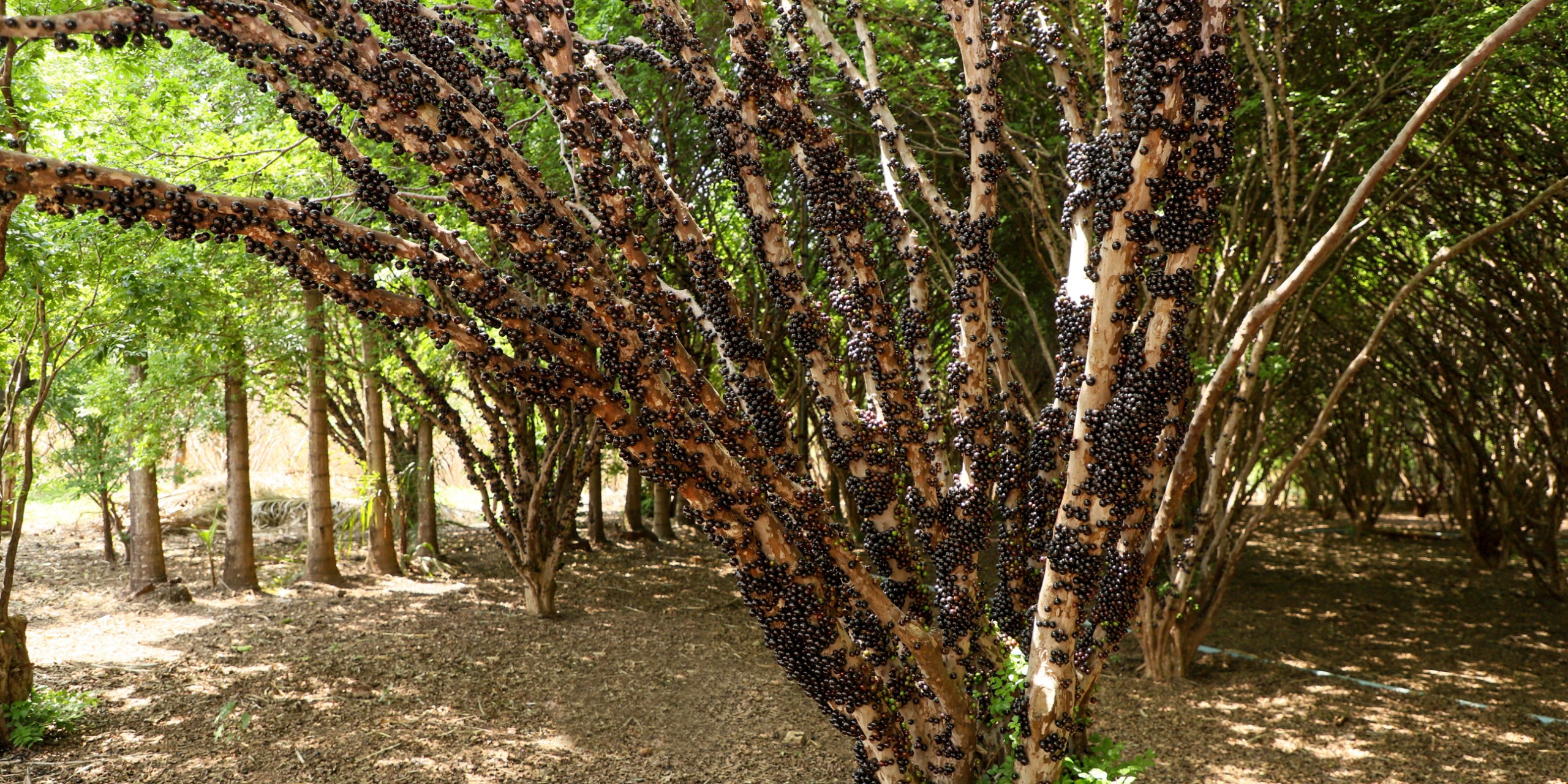 Emater Goiás promove encontro técnico sobre jabuticaba em Hidrolândia
