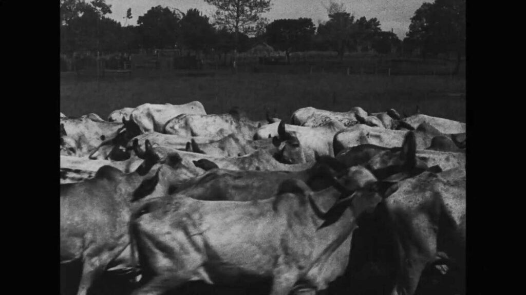 os ruminantes documentario 1536x864 1 | PortalGO
