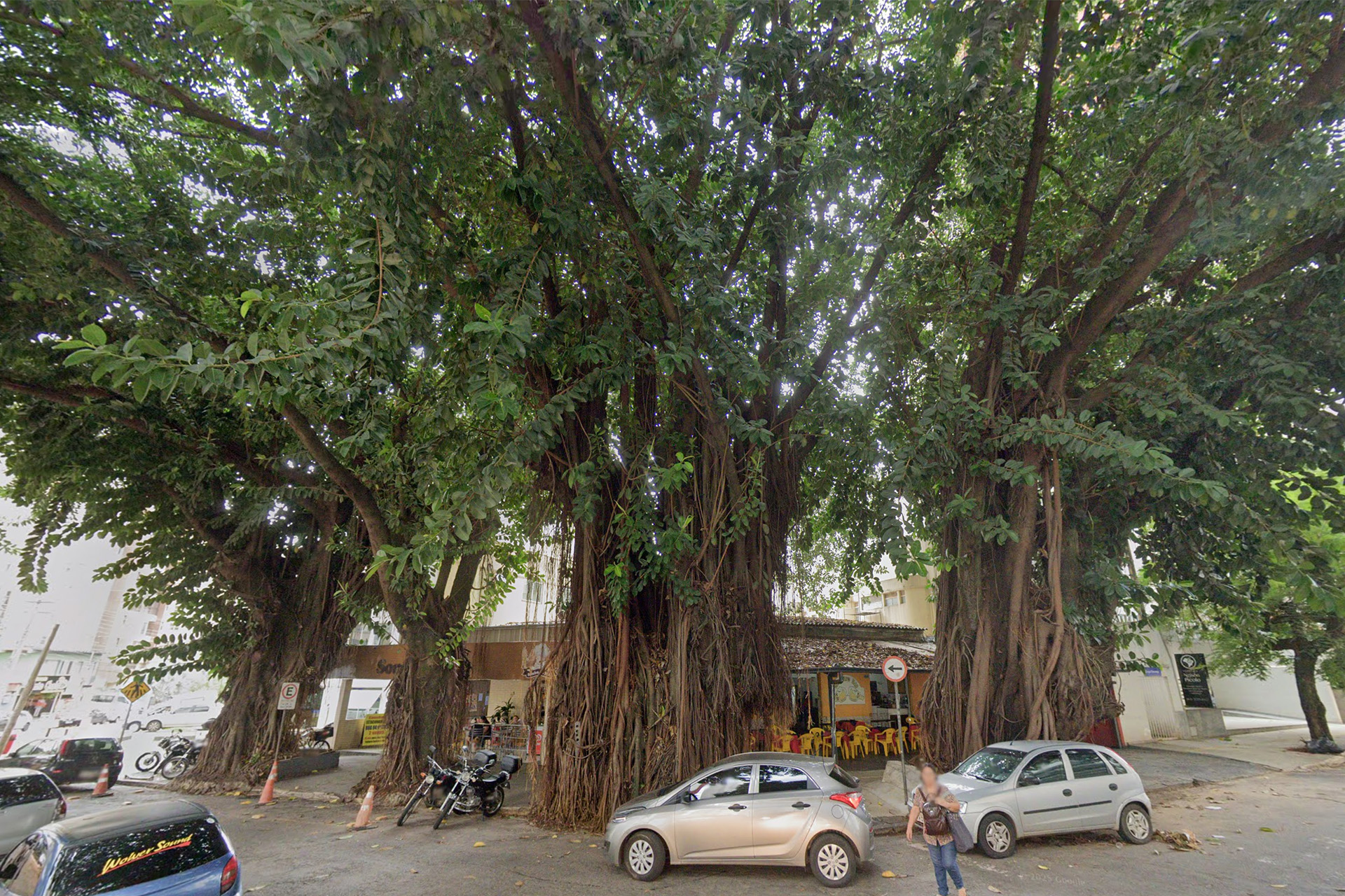 MPGO suspende corte de gameleiras em Praça do Setor Oeste em Goiânia