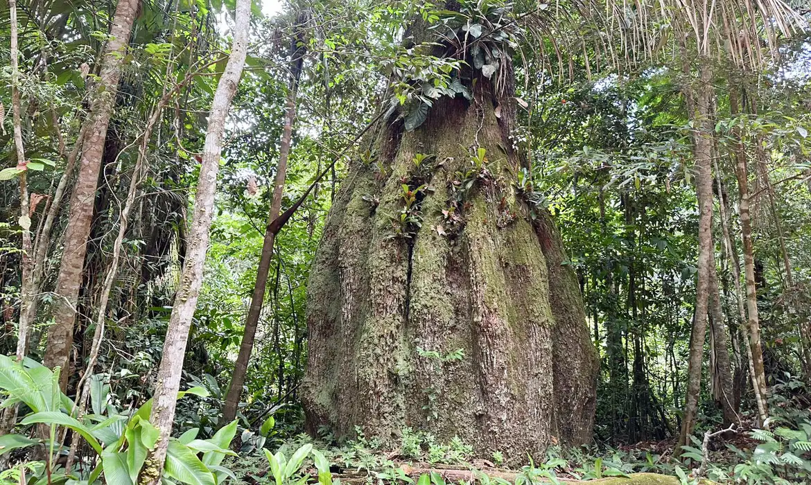 Sete em cada dez congressistas eleitos têm baixo alinhamento à agenda ambiental, aponta levantamento